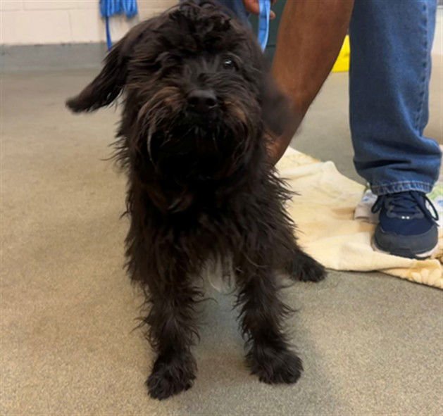 JET - Terrier available for adoption