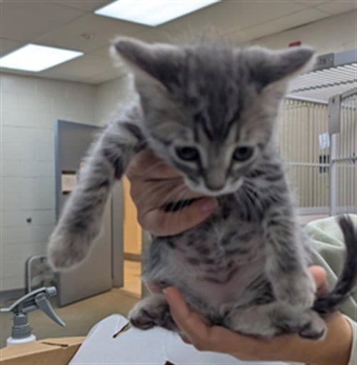 TEO - Domestic Short Hair available for adoption