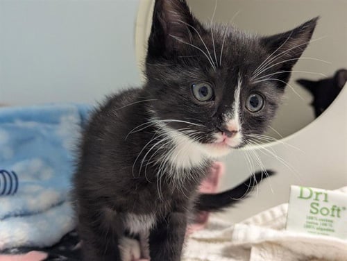 BEETLE - Domestic Short Hair available for adoption