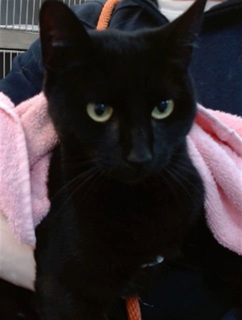 PANTERA - Domestic Short Hair available for adoption