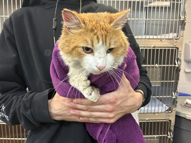 TOEBIAS - Domestic Medium Hair available for adoption