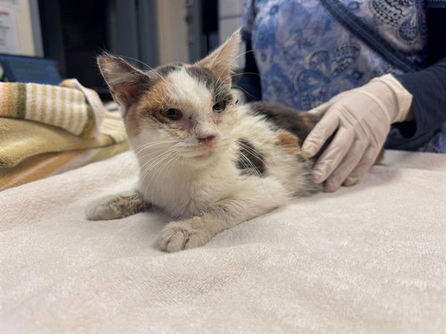 KATNISS - Domestic Short Hair available for adoption