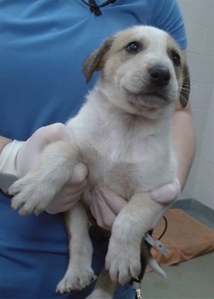 HERCULES - Queensland Heeler / Great Pyrenees available for adoption