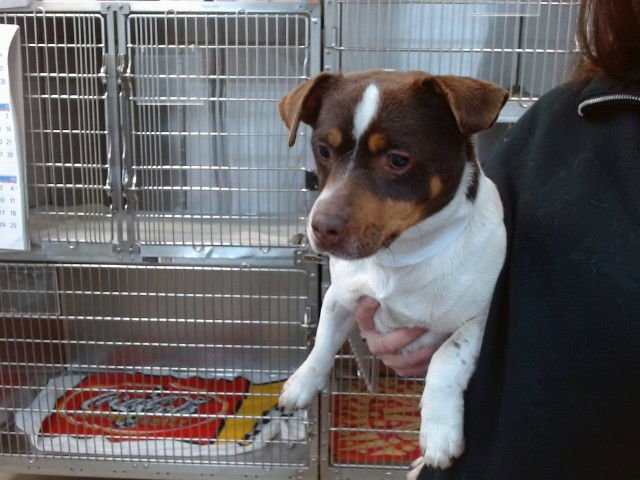 REX - Terrier / Chihuahua available for adoption