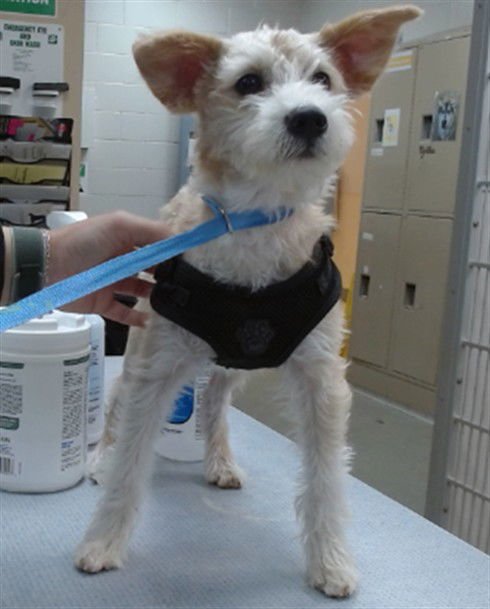 HUNTER - Yorkshire Terrier Yorkie / Chihuahua available for adoption