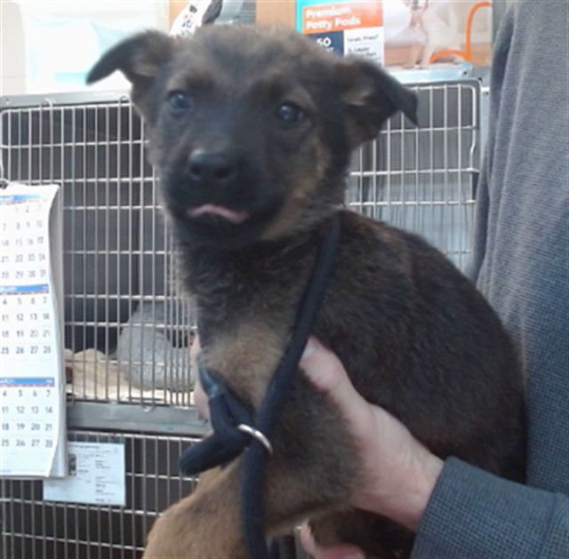 ZIGGY - German Shepherd Dog available for adoption