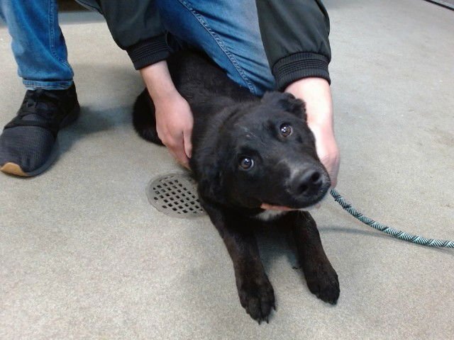 RASCAL - Border Collie available for adoption