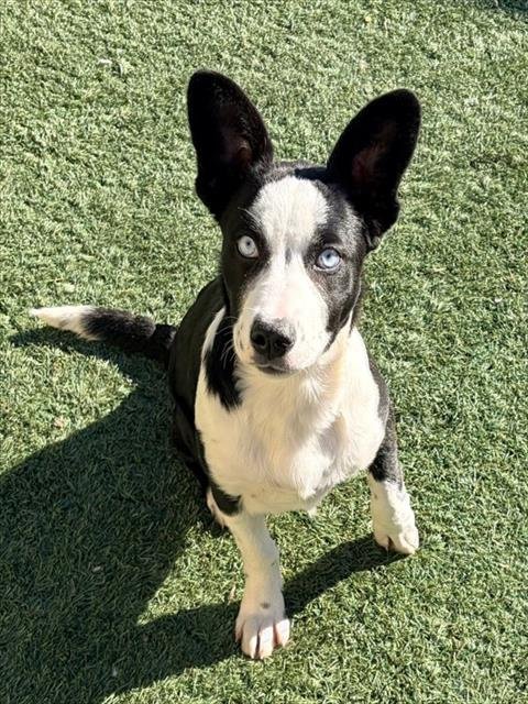 ELVIRA - Husky / Border Collie available for adoption