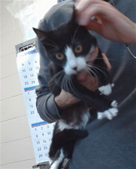 ALICE - Domestic Short Hair available for adoption