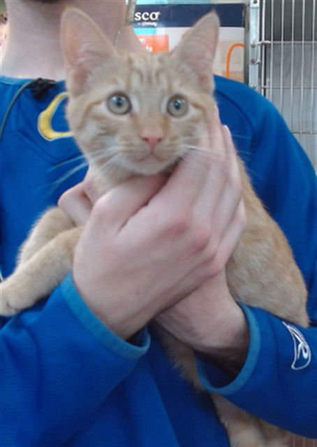 SELENE - Domestic Short Hair available for adoption