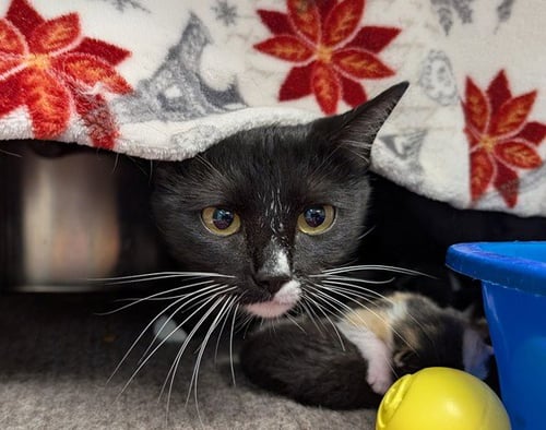PRINCESS - Domestic Short Hair available for adoption
