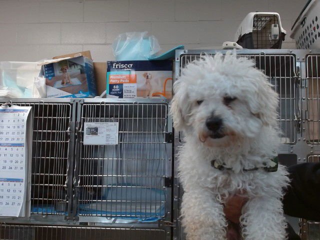 TOBY - Poodle (Miniature) available for adoption