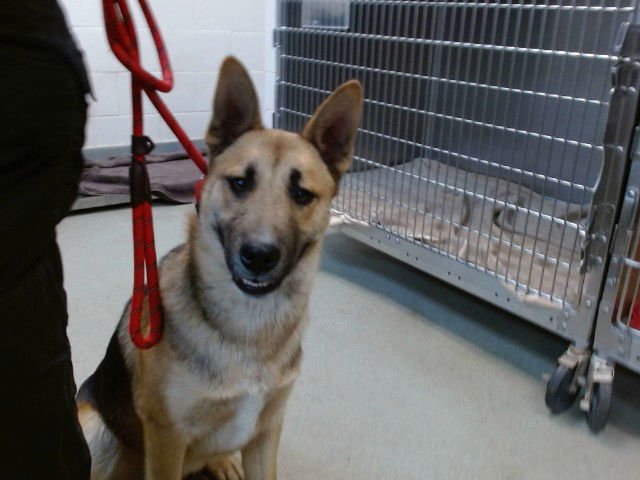 GASTON - German Shepherd Dog available for adoption
