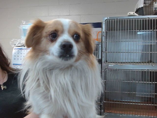 TOBY - Chihuahua available for adoption