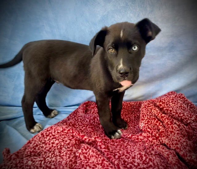 BLAZE - Cane Corso Mastiff available for adoption