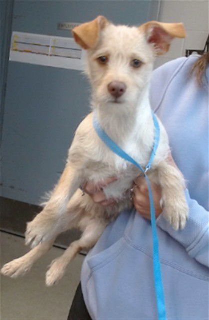 ECHO - Terrier available for adoption