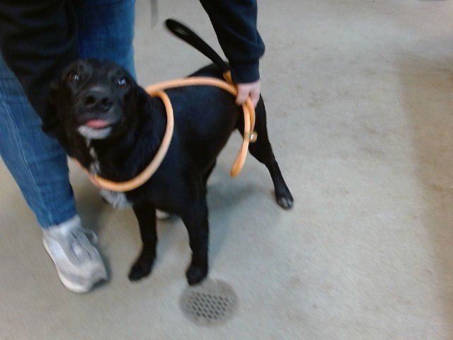 ROBIN - Border Collie available for adoption