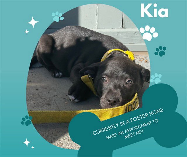 KIA - Pit Bull Terrier available for adoption