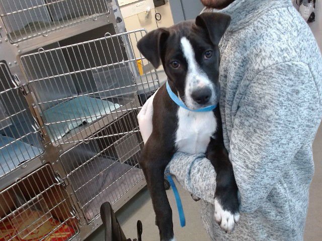 JASPER - Pit Bull Terrier / Terrier available for adoption