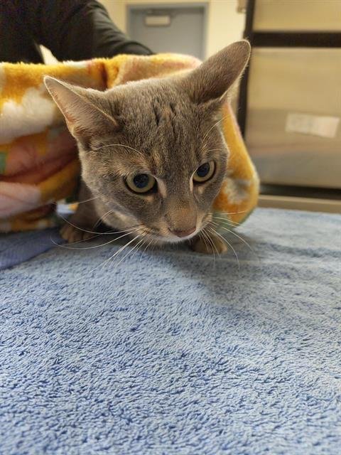 MONA - Domestic Short Hair available for adoption