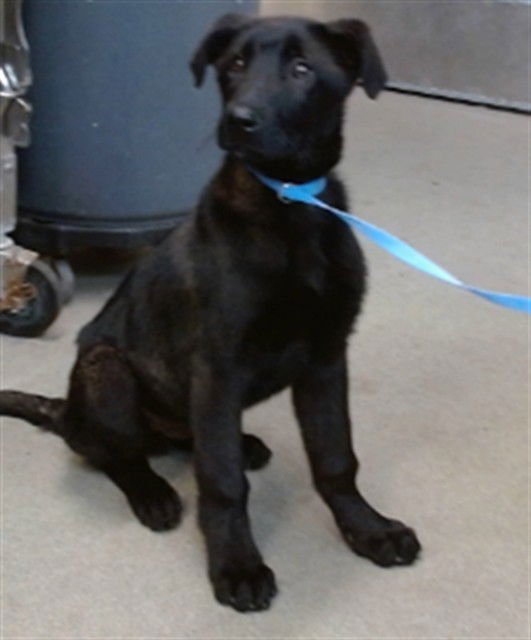 STEELE - Labrador Retriever available for adoption