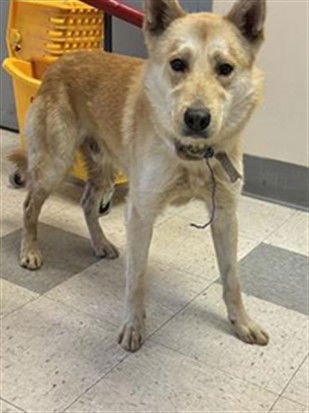 KRISTOFF - Siberian Husky available for adoption