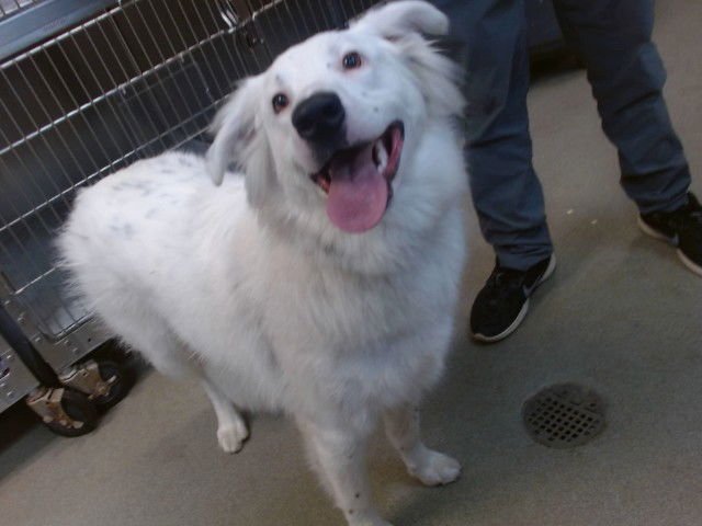 DOBBY - Australian Shepherd available for adoption