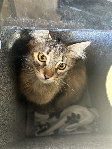 SNICKERS - Domestic Long Hair available for adoption