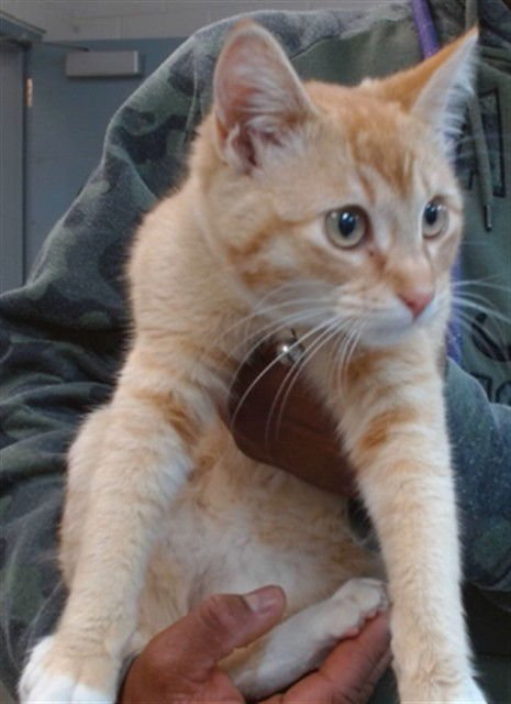 PEACHES - Domestic Short Hair available for adoption