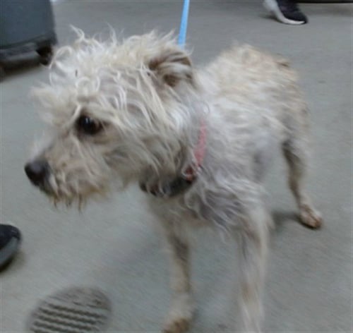 HAZEL - Terrier available for adoption