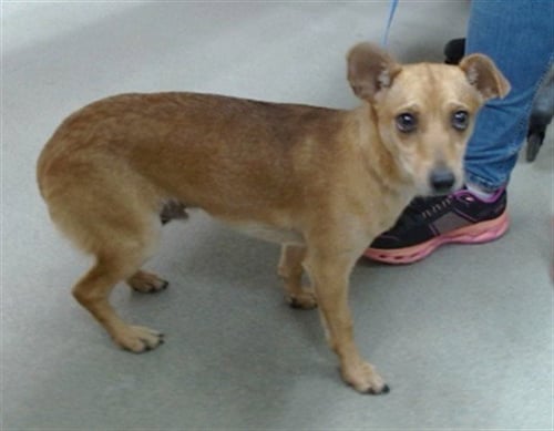 GALLAWAY - Chihuahua / Terrier available for adoption