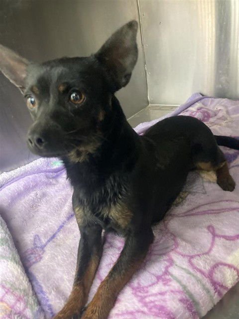 KRYPTO - Chihuahua available for adoption