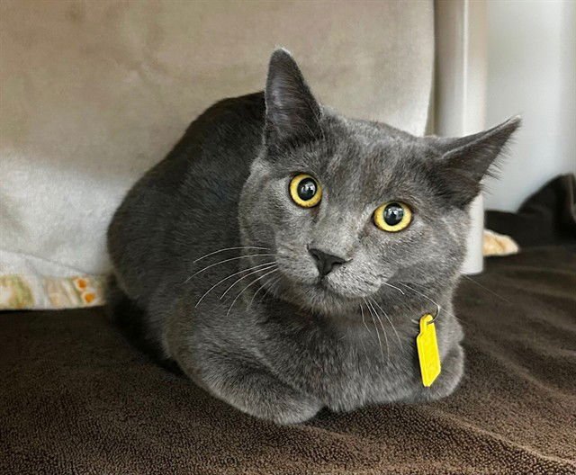 KATIA - Domestic Short Hair available for adoption