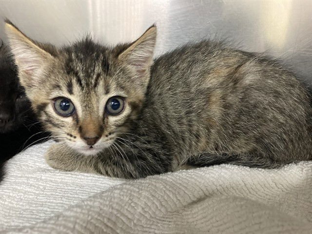 IVY - Domestic Short Hair available for adoption