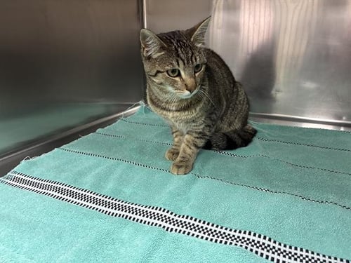 CANDY - Domestic Short Hair available for adoption