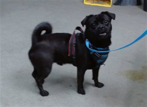 PUGSLY - Pug available for adoption