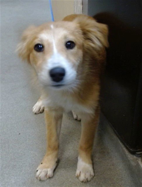 KAYLA - Australian Shepherd available for adoption