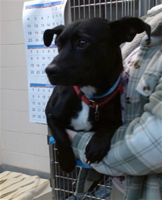ZEKE - Dachshund available for adoption