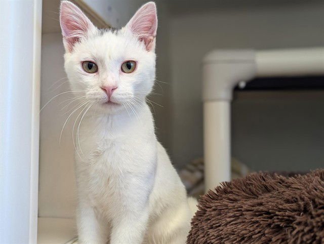 YUKI - Domestic Short Hair available for adoption