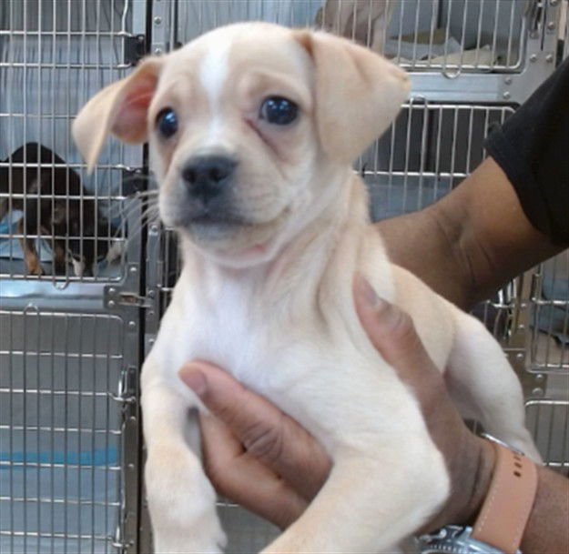 SPIKE - Pug available for adoption