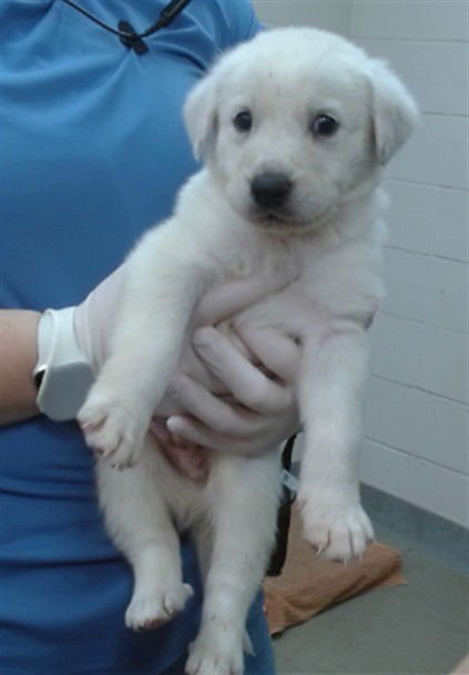 BALTHAZAR - Queensland Heeler / Great Pyrenees available for adoption
