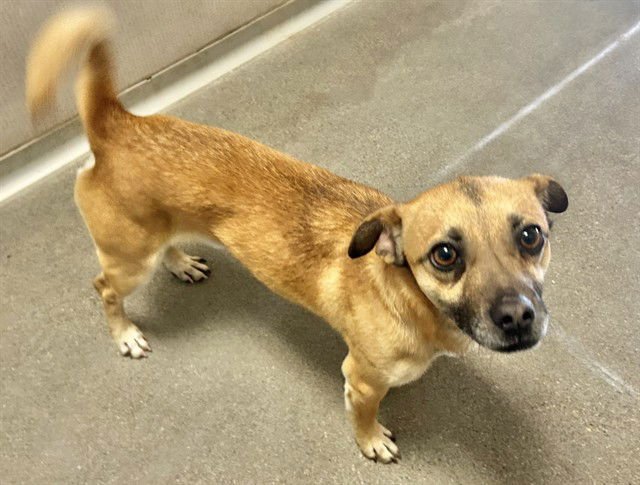 HAPPY - Chihuahua available for adoption