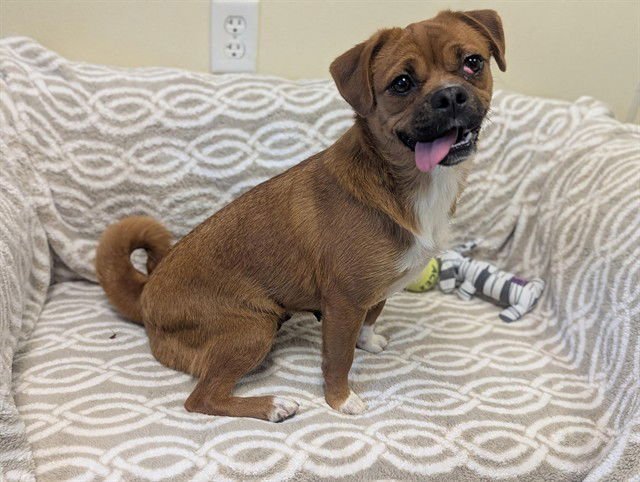 CECELIA - Pug / Chihuahua available for adoption