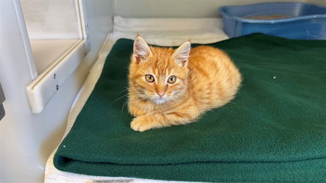 BUZZ - Domestic Short Hair available for adoption
