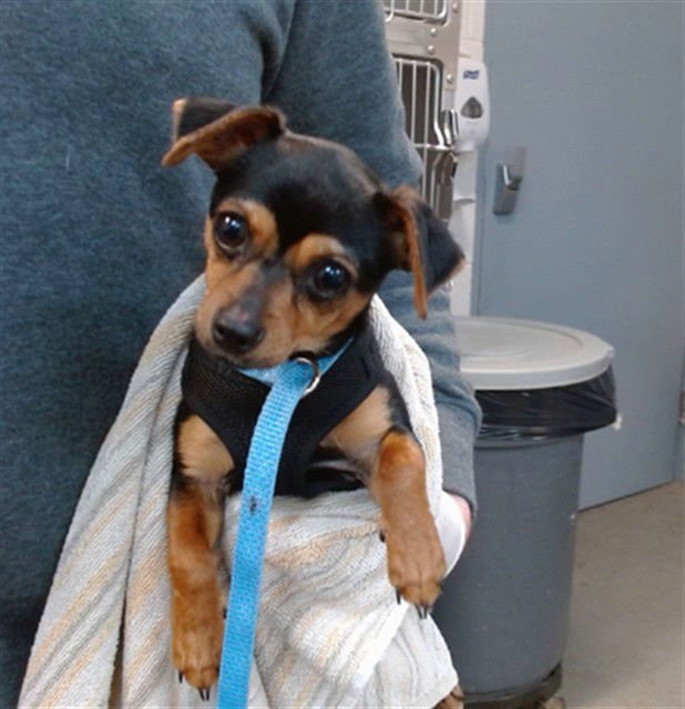 MINNIE - Miniature Pinscher / Chihuahua available for adoption