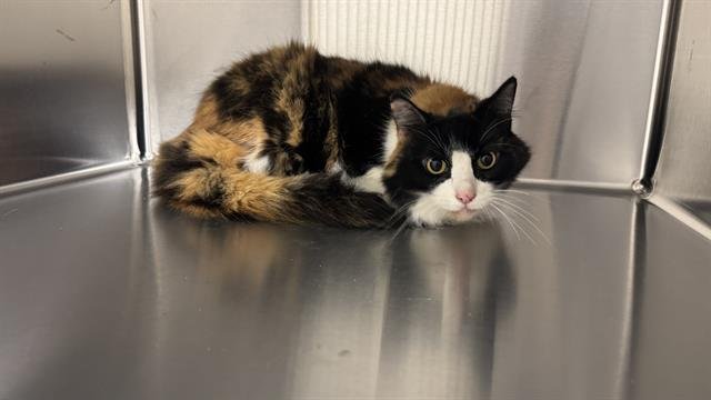 CHELSEY - Domestic Medium Hair available for adoption