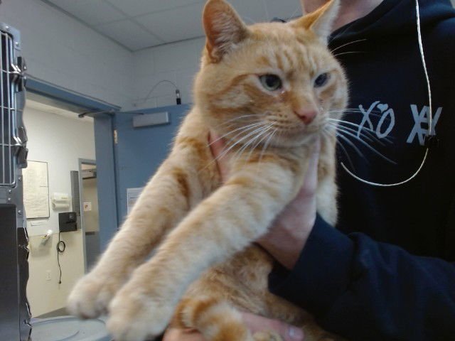 RITZ - Domestic Short Hair available for adoption