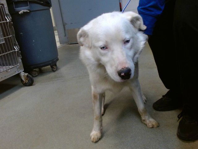 ECHO - Australian Shepherd available for adoption