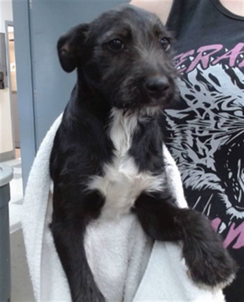 FOXY - Terrier available for adoption