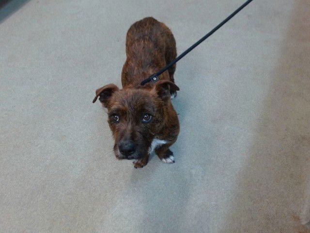 RUSTY - Terrier available for adoption